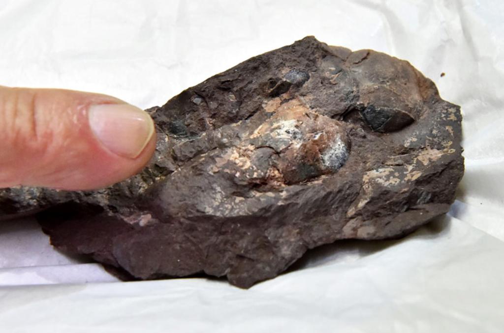 Hallan en Japón el huevo de dinosaurio fosilizado más pequeño conocido