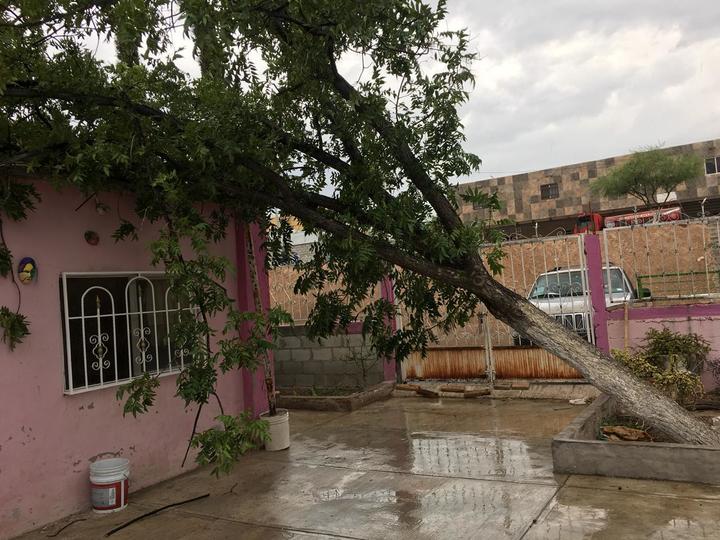 Vientos tiran árboles y paneles solares en Gómez Palacio
