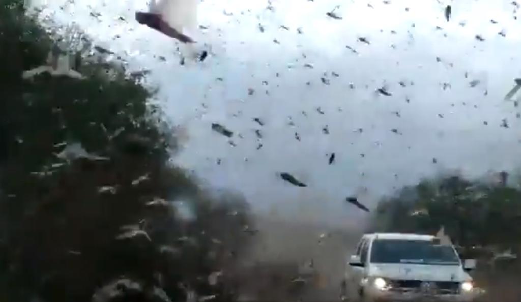 VIDEO: Nube de langostas invade Argentina
