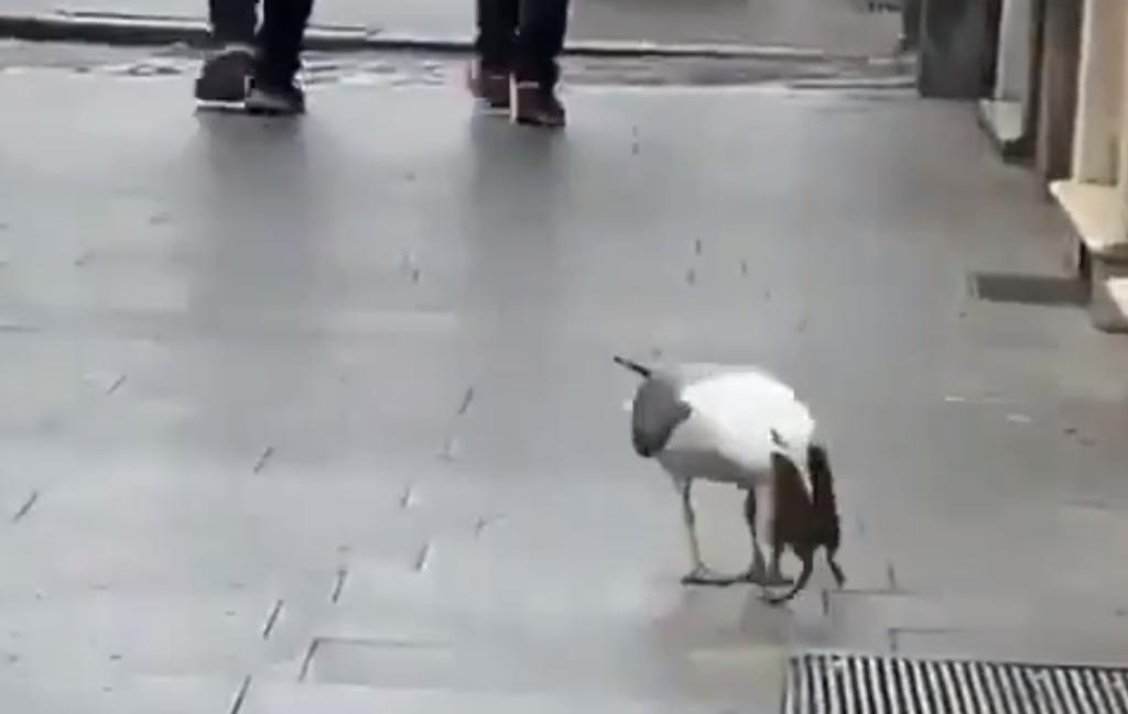 VIRAL: Gaviota se traga una rata completa en calles de Roma