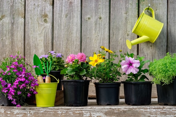 Tips para cuidar tus plantas