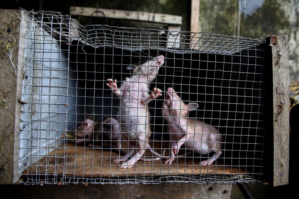 Registran comportamiento caníbal y agresivo en ratas hambrientas