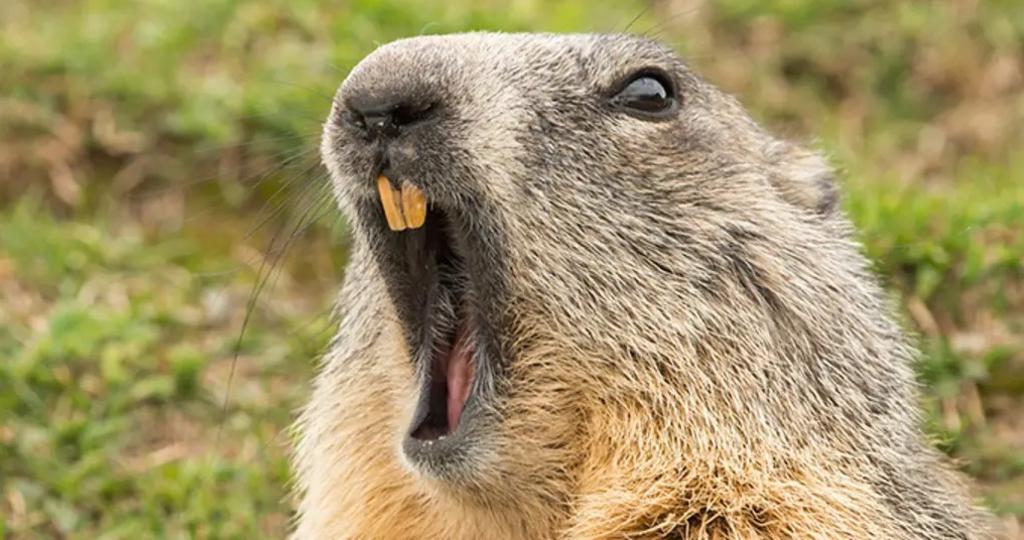 Alertan por posible brote de peste negra; pareja muere tras comer carne de marmota