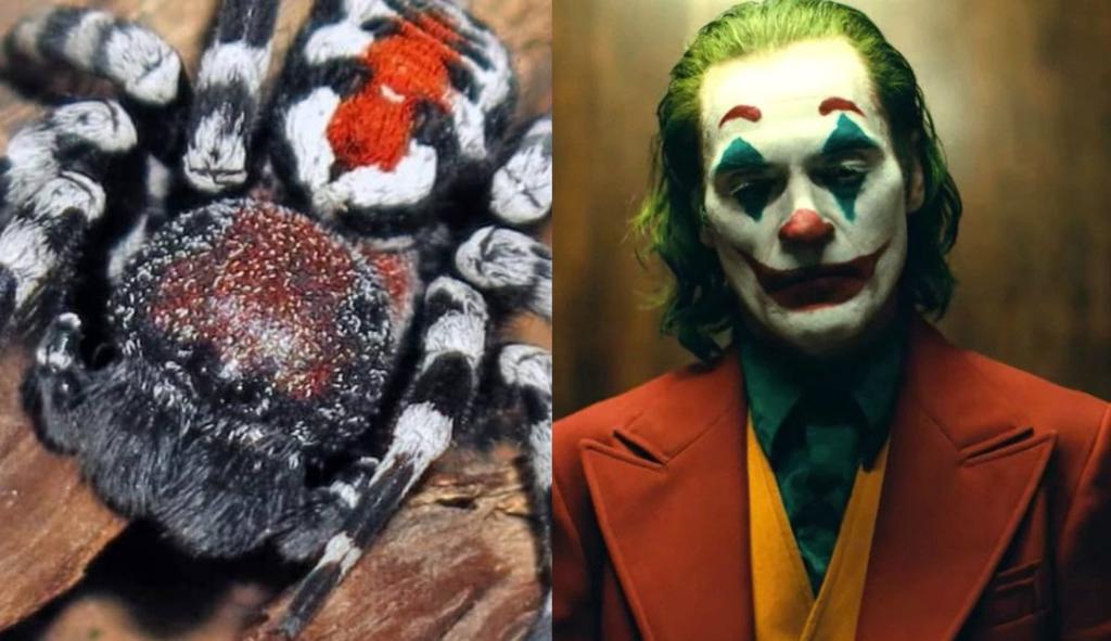 Descubren nueva especie de araña y la llaman 'Joaquin Phoenix'