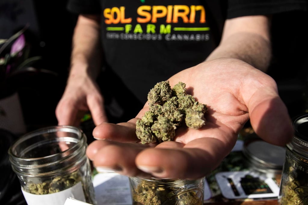 Empresarios piden aprovechar cannabis
