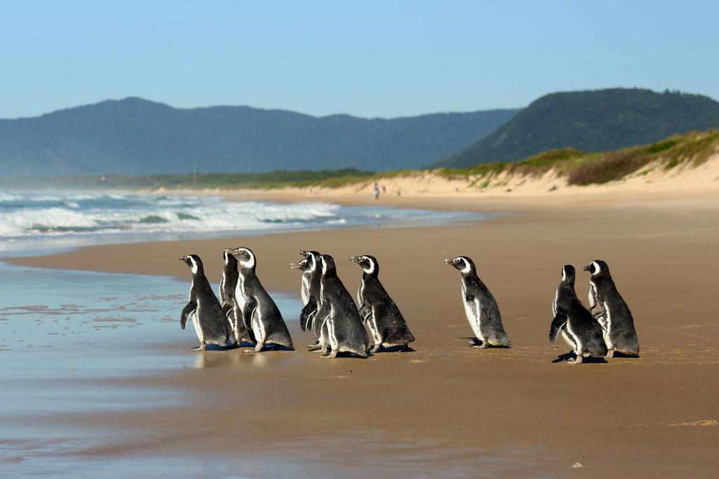 Rescatan a más de 2 mil 500 pingüinos varados en playas de Brasil