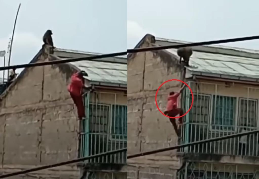 VIDEO: Hombre intenta huir de un babuino y cae desde un cuarto piso