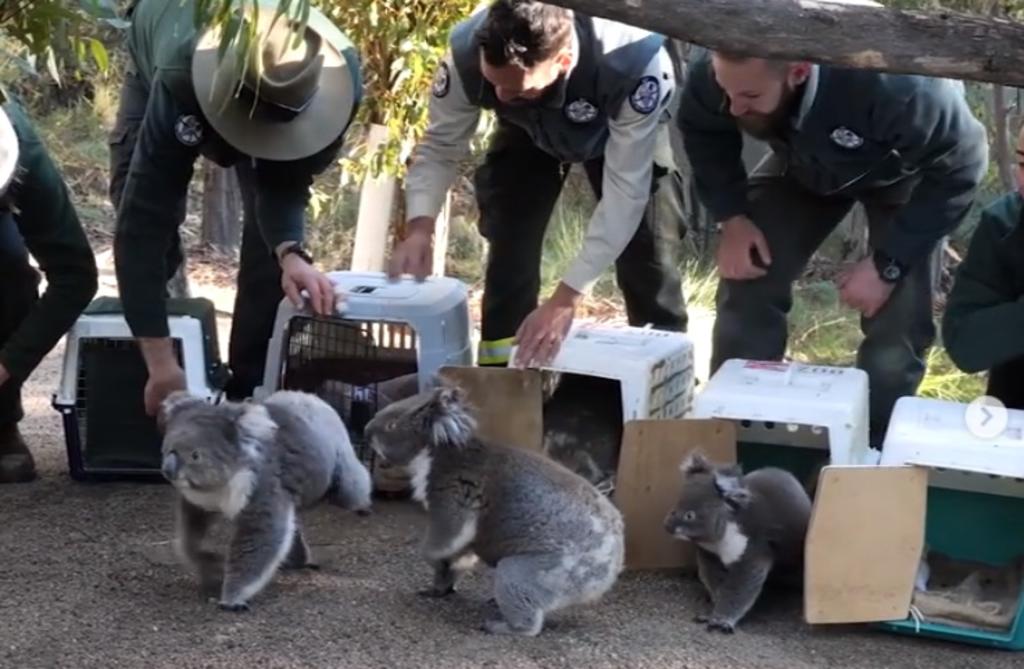 Koalas son devueltos a su hábitat tras los devastadores incendios en Australia