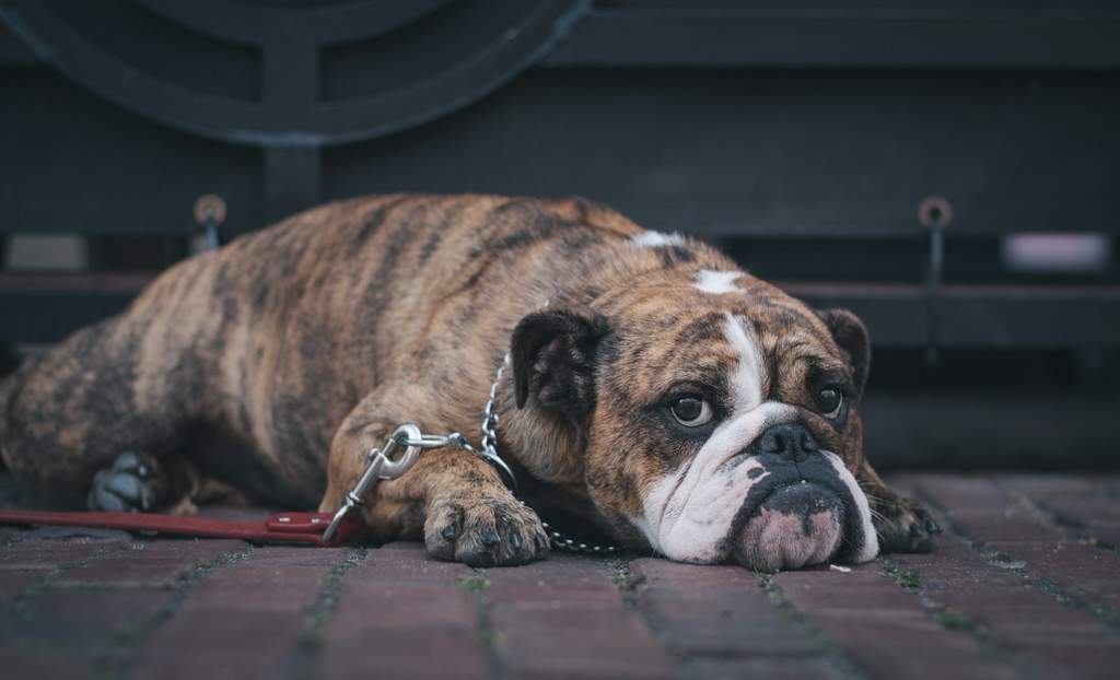 ¿Cómo afecta el abuso del desinfectante a los perros?