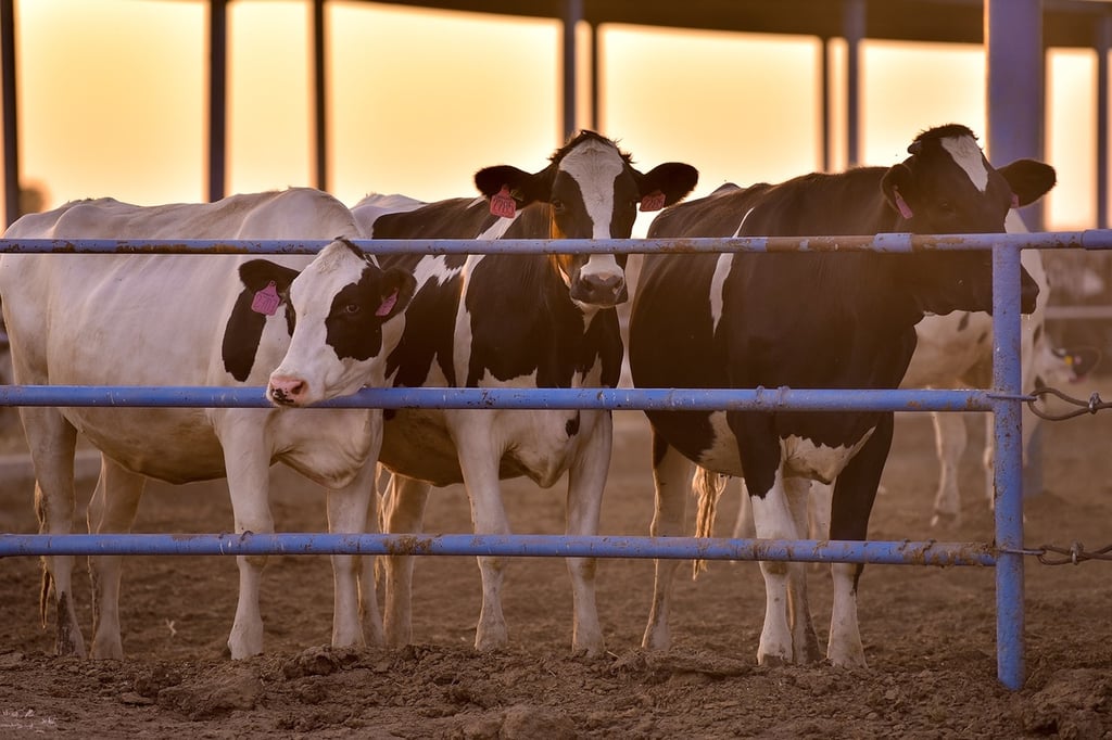 Producción de leche de vaca, en aumento