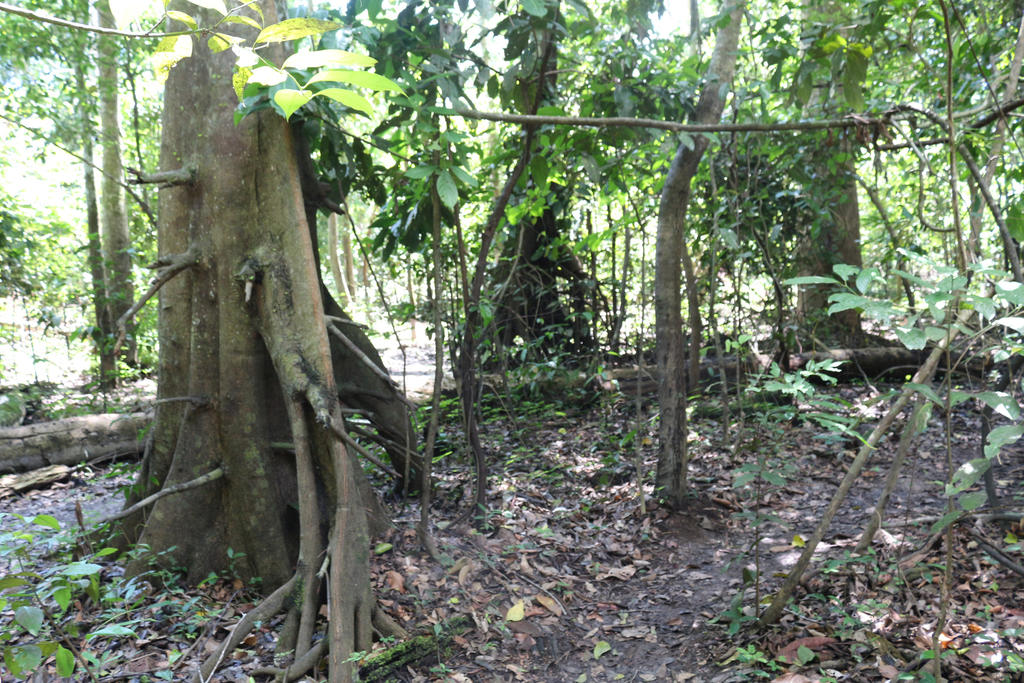 Diseñan protocolo para mejorar el estudio de bosques secos en América Latina