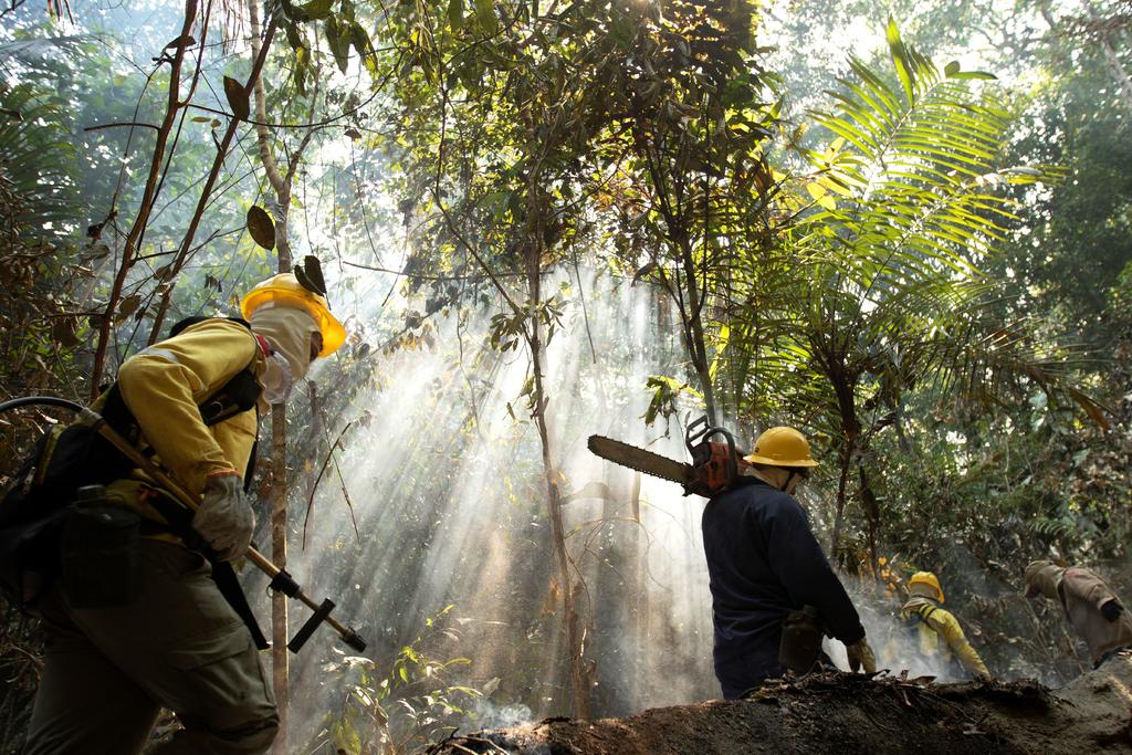 Tomarán medidas para detener la deforestación en la Amazonía