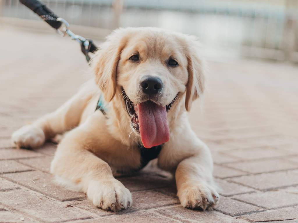 ¿En qué consiste la castración química en perros?