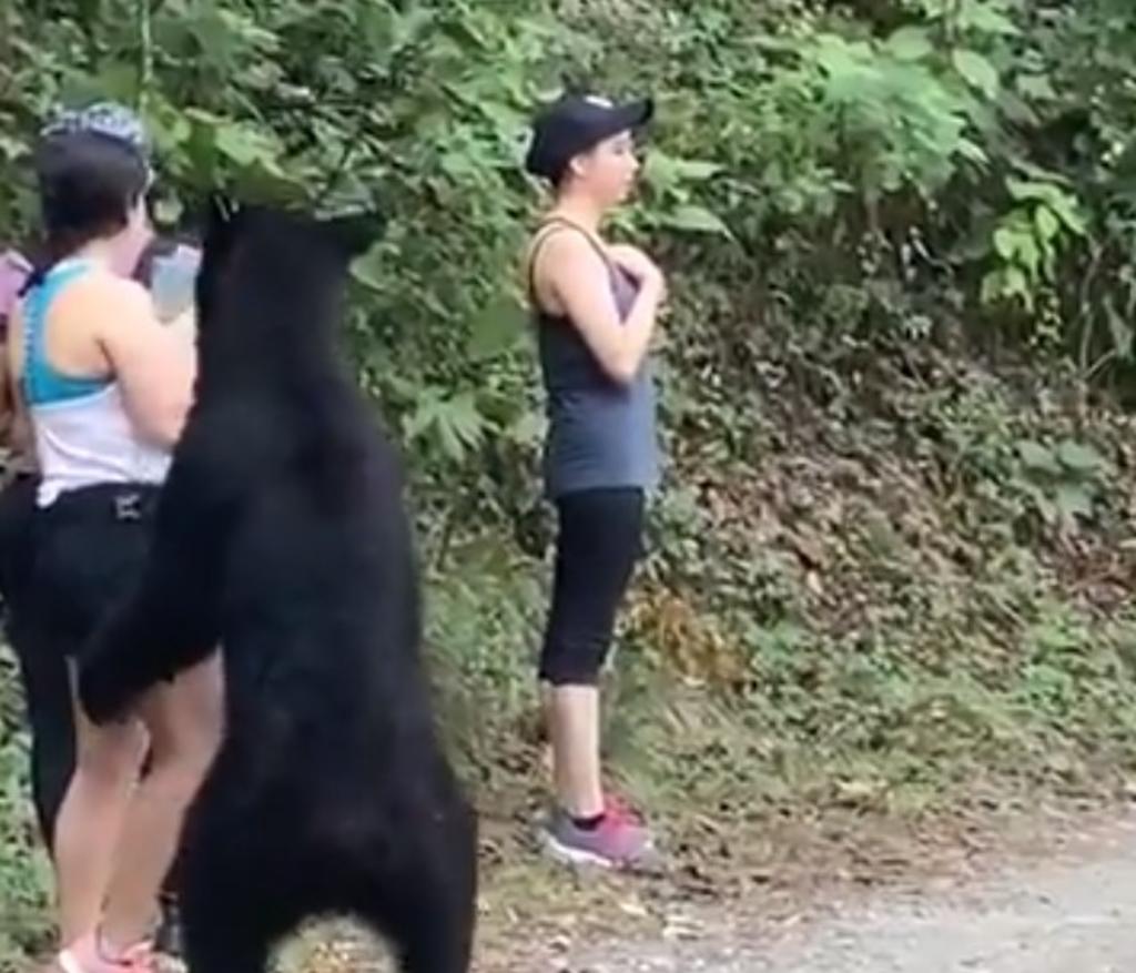 Regias tienen cercano encuentro con oso durante caminata en Chipinque