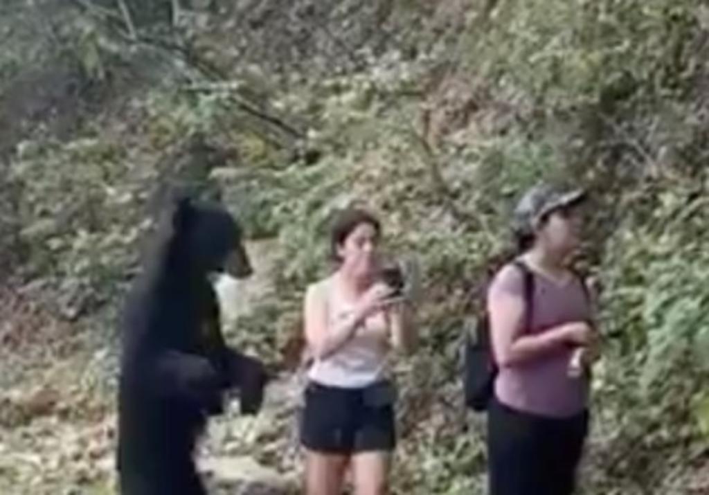 Así quedó la selfie de la chica que tuvo encuentro con oso negro en Chipinque