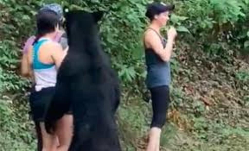 Tunden a Gustavo Treviño Villarreal por buscar a oso de Chipinque para llevarlo a zoológico