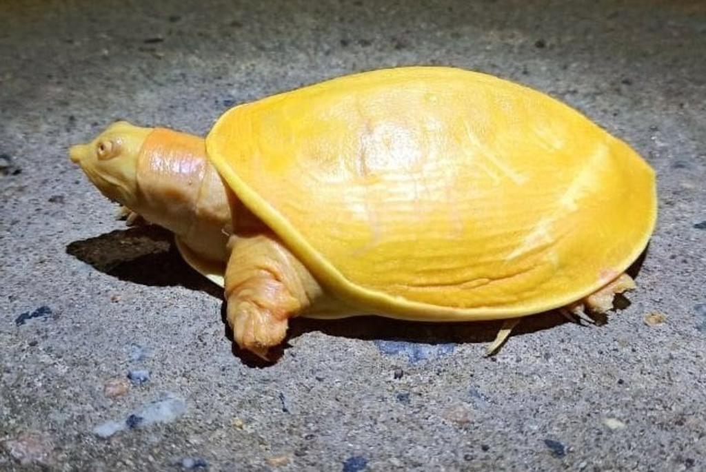 VIRAL: Encuentran tortuga completamente amarilla en la India