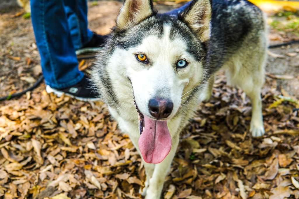 ¿Por qué hay perros husky con ojos de diferente color?