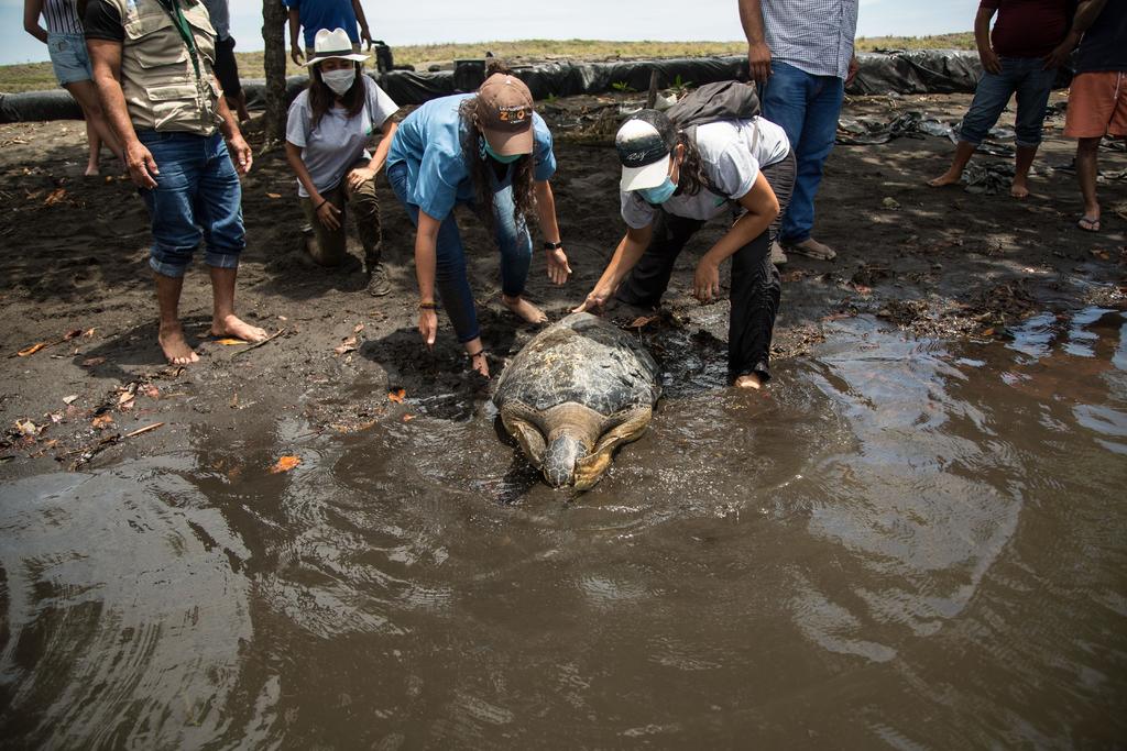 Liberan a tortuga verde en Pacífico de Guatemala tras 9 meses de recuperación