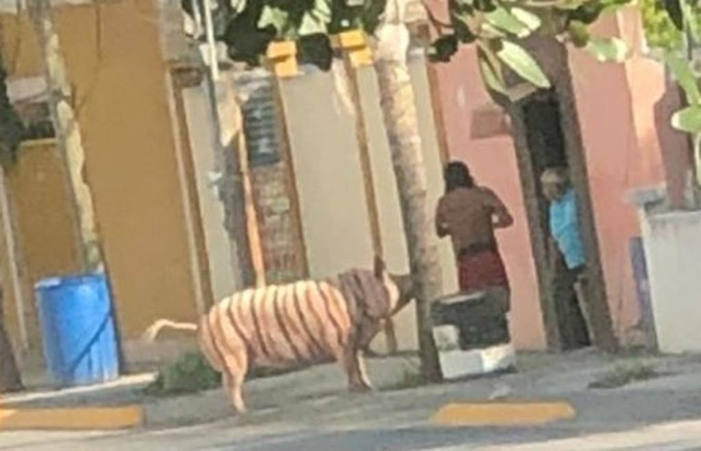 VIRAL: Captan al 'cerdo-tigre' en Nuevo León