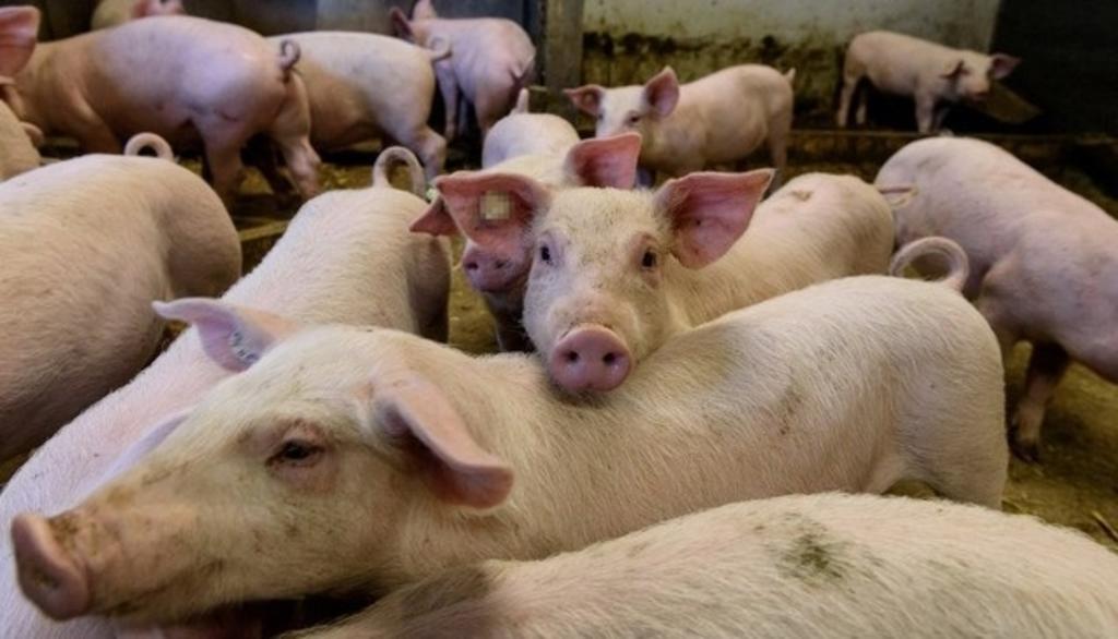 Alertan por nueva gripe porcina en Brasil que podría convertirse en pandemia