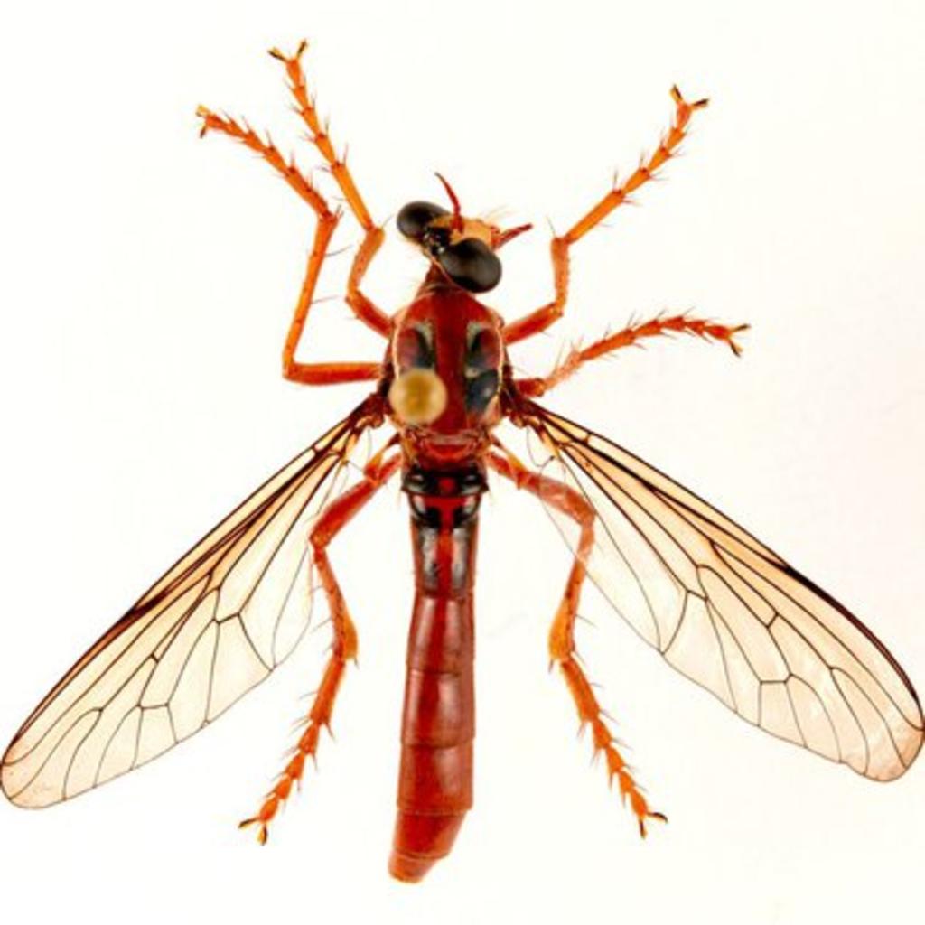 Usan nombres de superhéroes de Marvel para insectos descubiertos en Australia