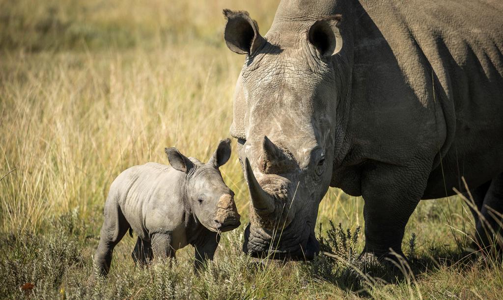 Por COVID-19, caza furtiva de rinocerontes cae un 53 % en Sudáfrica