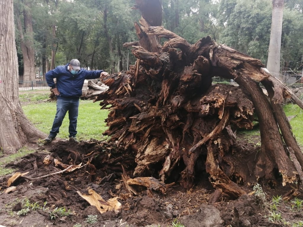 A causa de la humedad, 13 árboles cayeron