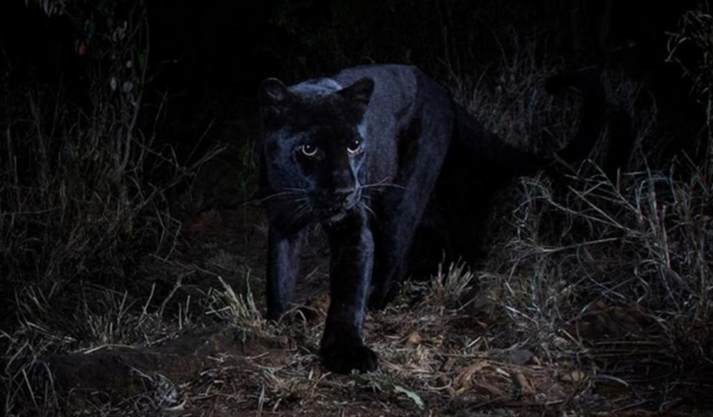 Captan leopardo negro 'extremadamente raro de ver' en un safari