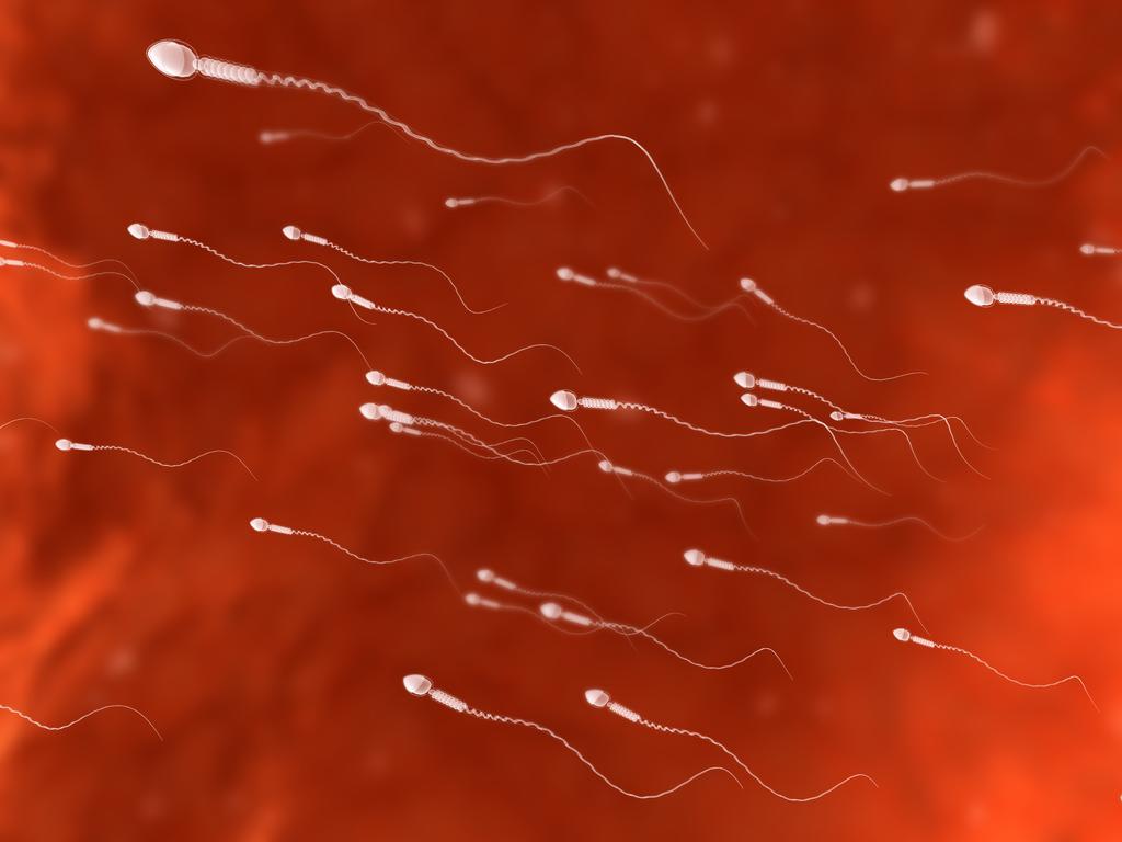Descubren que espermatozoides humanos no nadan de la forma que se creía