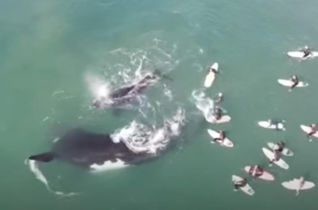 Surfistas son derribados por una ballena tras haber intentado tocar a su cría