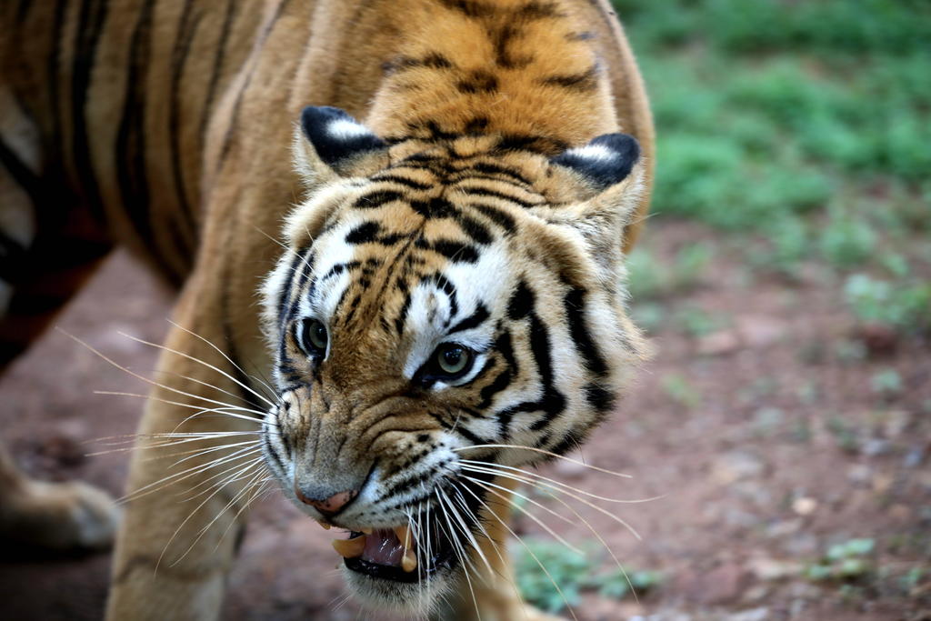 Duplica Tailandia la población de tigres salvajes