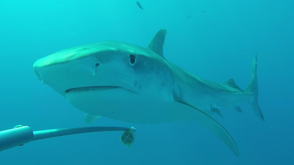 Localizan dos especies inéditas de tiburones en aguas profundas de Galápagos