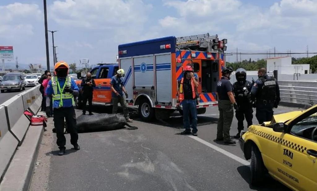 Atropellan a toro en Querétaro; accidente causó carga vial