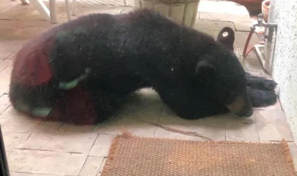 Capturan al 'famoso' oso de Monterrey, Nuevo León