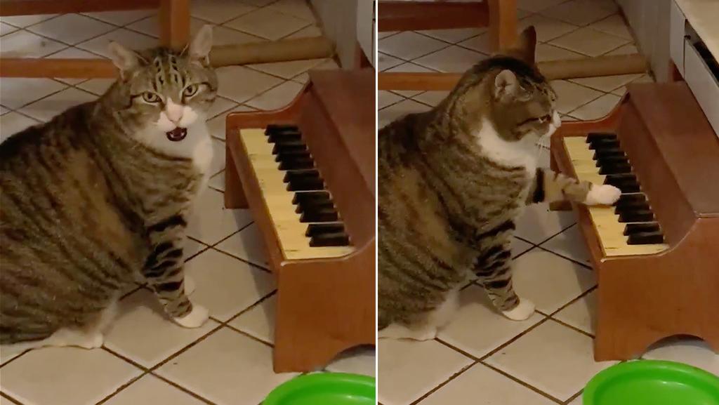 Gato aprende a tocar el piano para pedir que le den comida