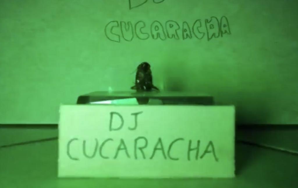 VIRAL: Cucaracha DJ 'transmite' show en vivo con casi 10 millones de reproducciones