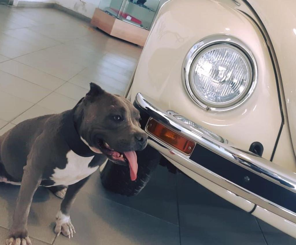 'Vochita', la perrita adoptada por Volkswagen Torreón