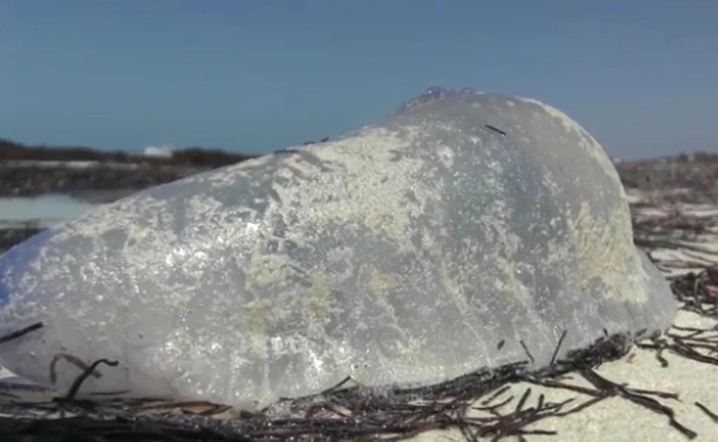 Arribo de medusas sorprende en las costas de Yucatán