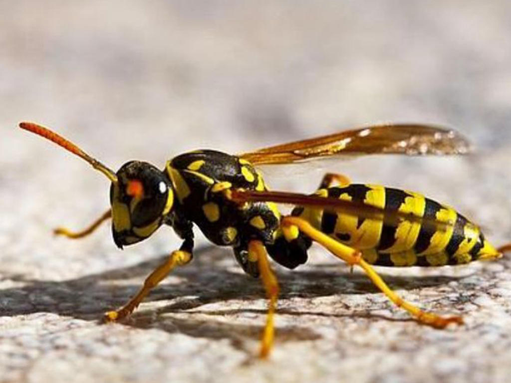 Hombre muere tras ser picado en la lengua por una avispa