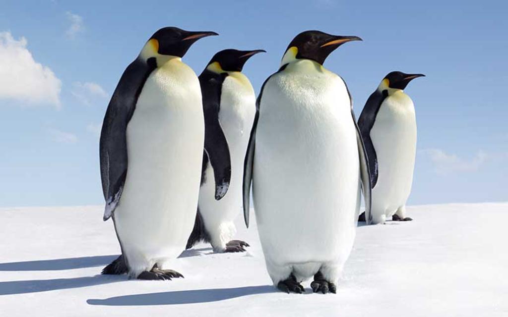 Descubren nuevas colonias de pingüino emperador en la Antártida