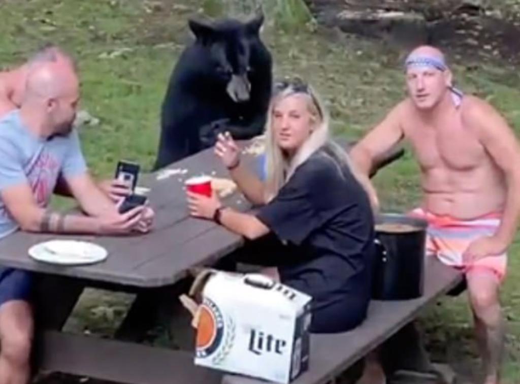 Oso negro se une al picnic de una familia y come algunos bocadillos