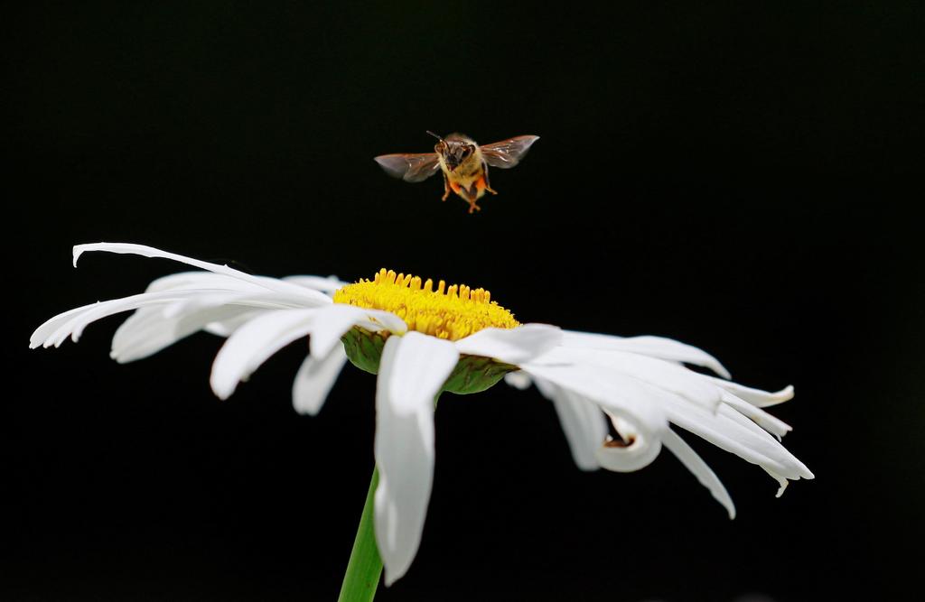 Contaminación del aire amenaza a las abejas silvestres