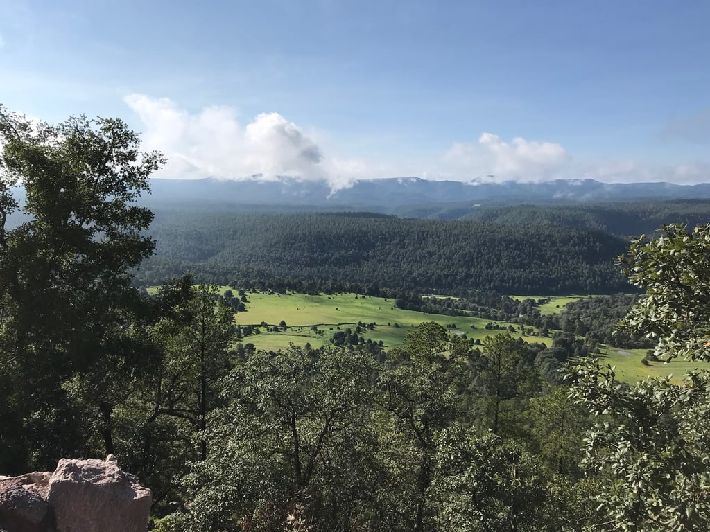 Las lluvias no se han regularizado en el bosque