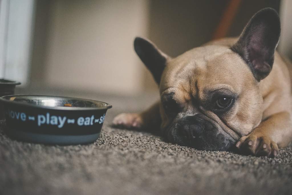 ¿Es bueno dar comida enlatada o de sobre a los perros?