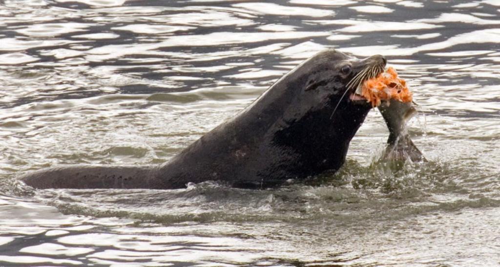 Estados Unidos permite matar leones marinos que se alimentan de salmón