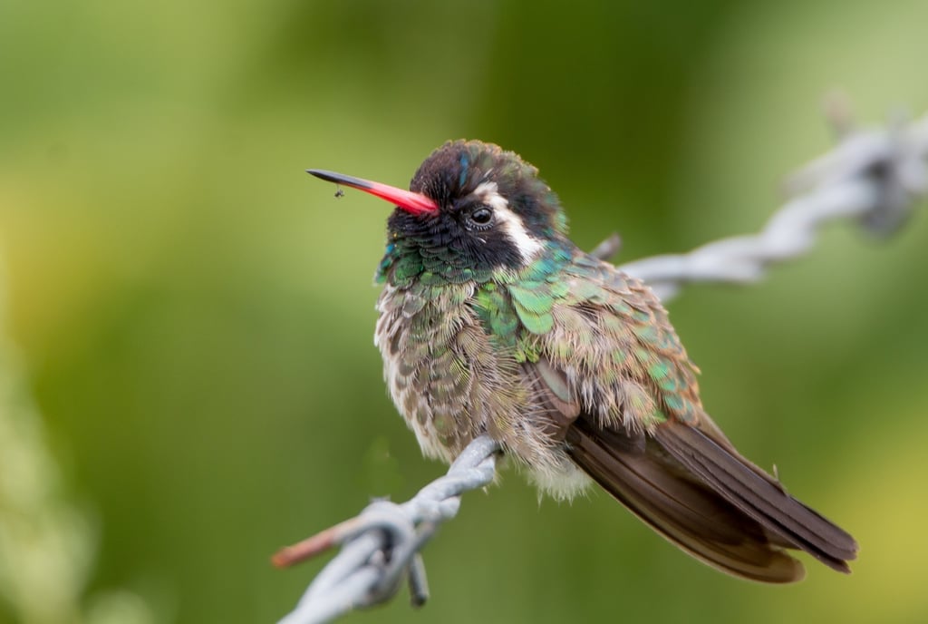 Contabilizan 430 especies de aves en Durango
