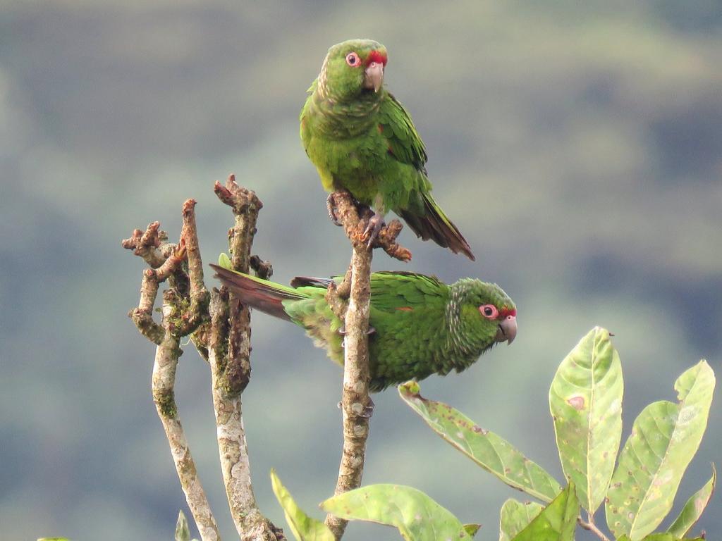 Usan 'cajas nido' para salvar a perico en peligro de extinción en Ecuador