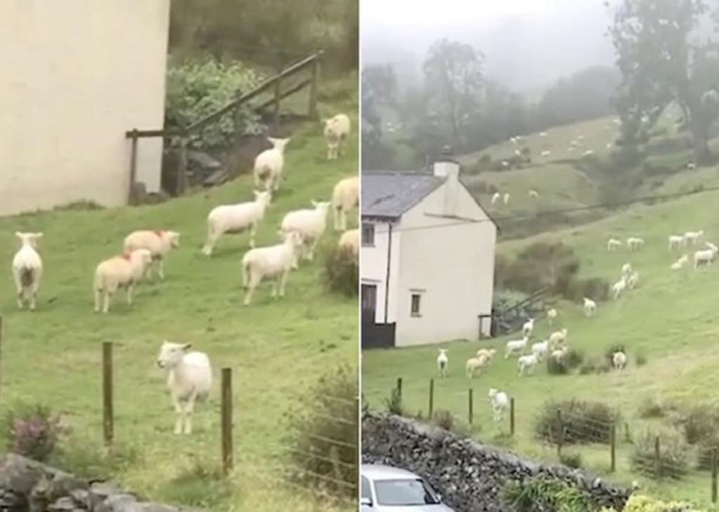 Video muestra a ovejas que parecen estar ‘congeladas’
