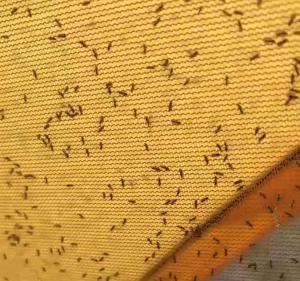 Mosquitos 'infestan' la casa de campaña de un excursionista y se vuelve viral